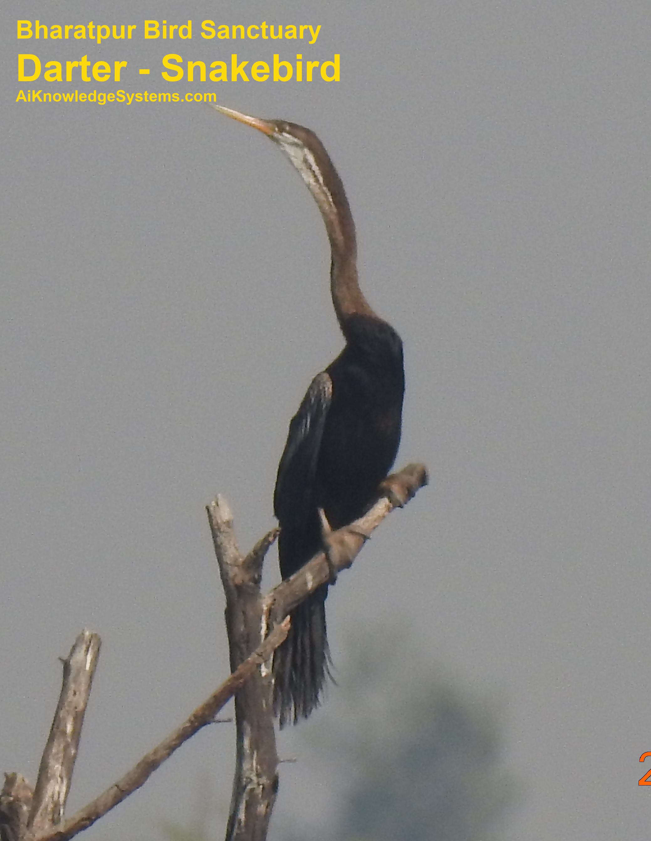 Darter - Snakebird (54) Coming Soon